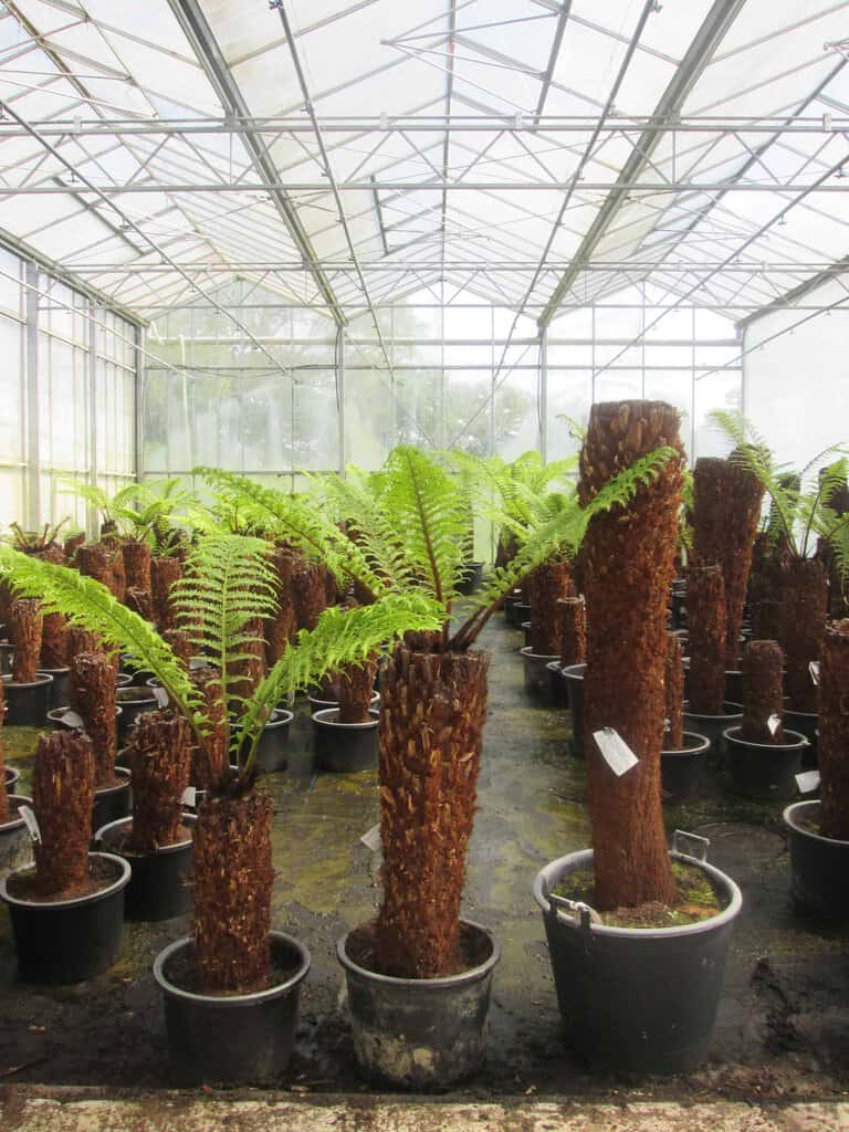 Dicksonia antarctica 80-100 cm